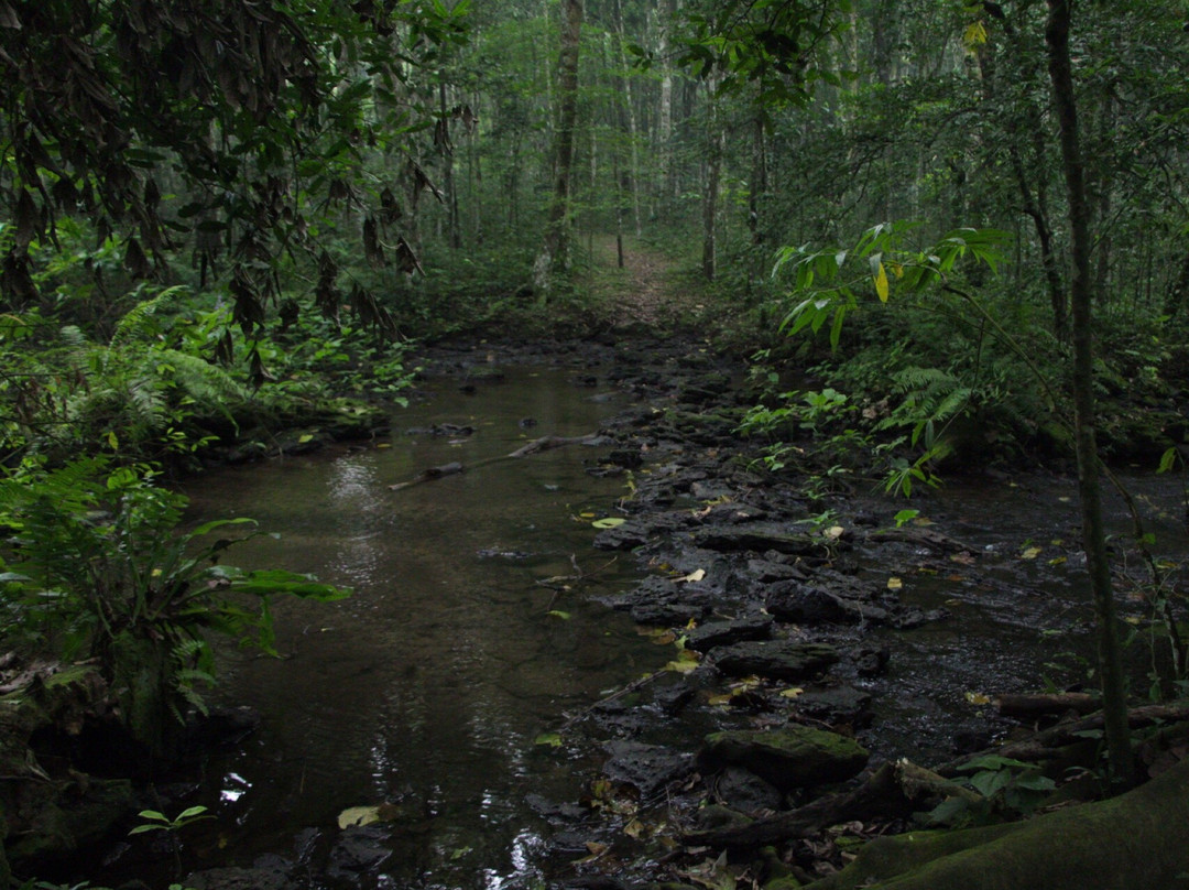 Maramagambo Forest景点图片