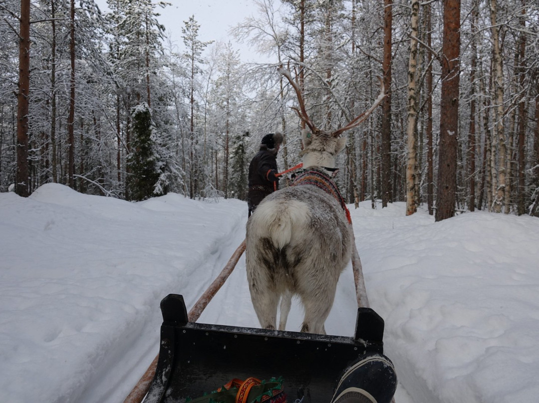 Sirmakko Reindeer Farm-罗瓦涅米必去景点