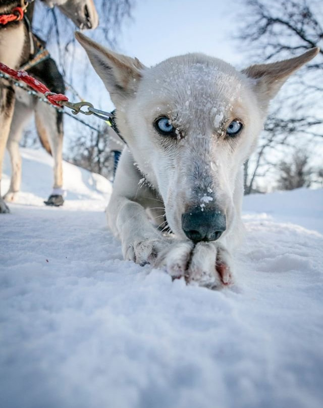 贝加尔雪橇中心景点图片