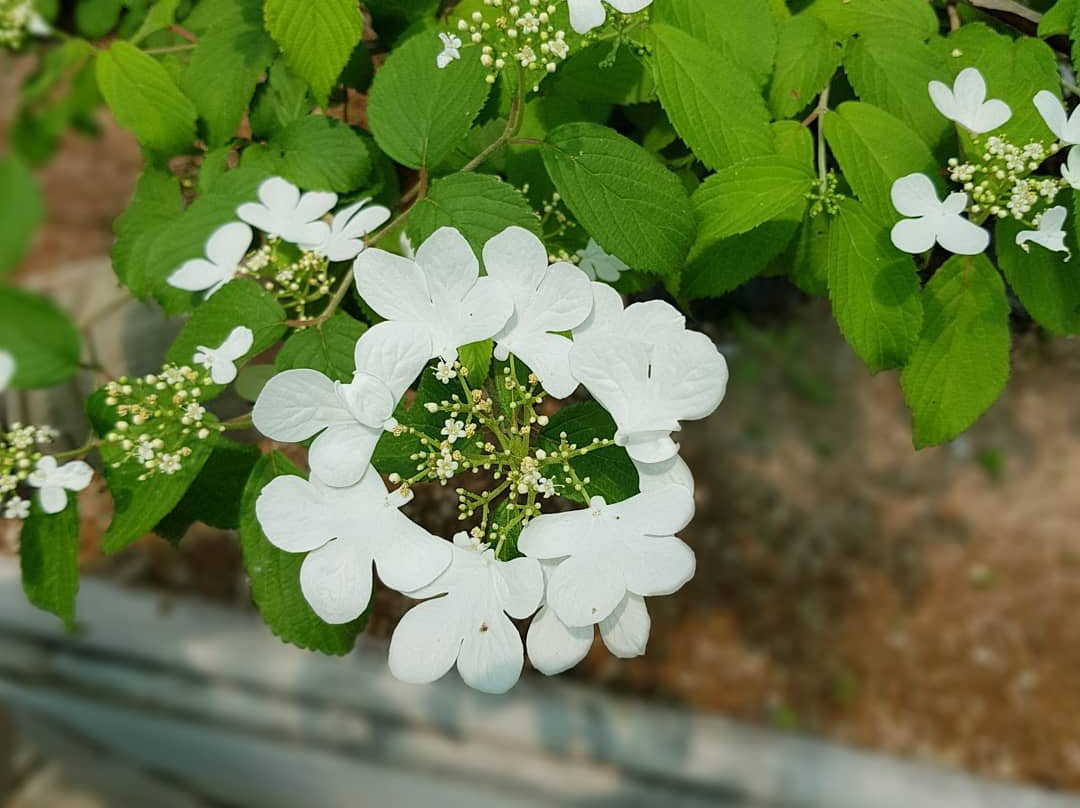 Sanbangsan Biwon Gwangwan Sikmulwon-巨济市必去景点