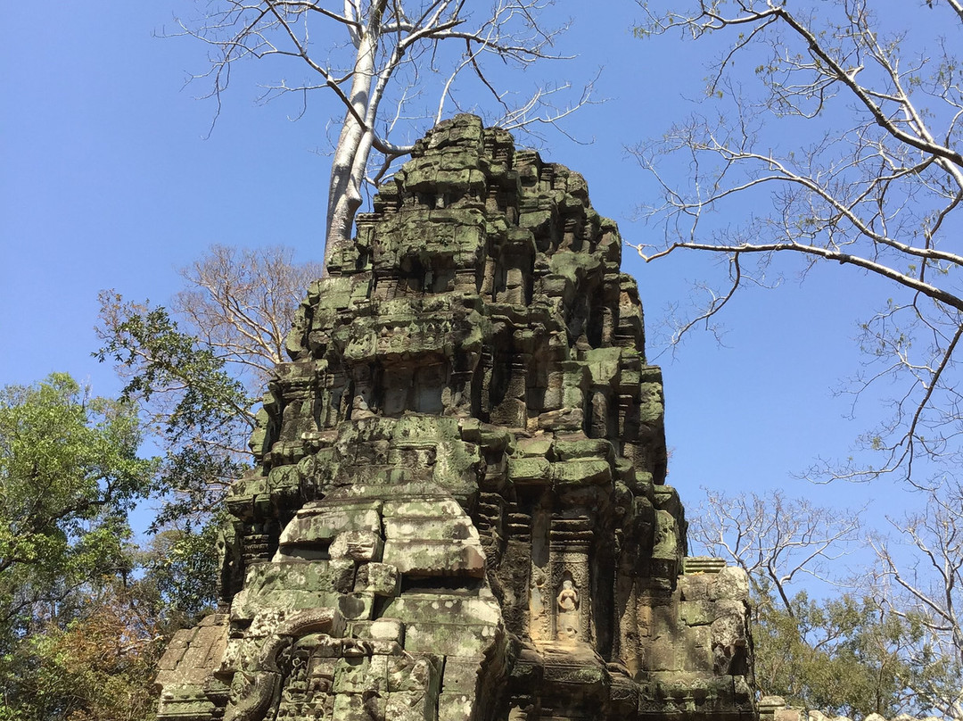 Ta Prohm Temple景点图片