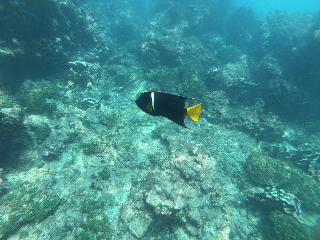 Native Diving-Puerto Lopez必去景点