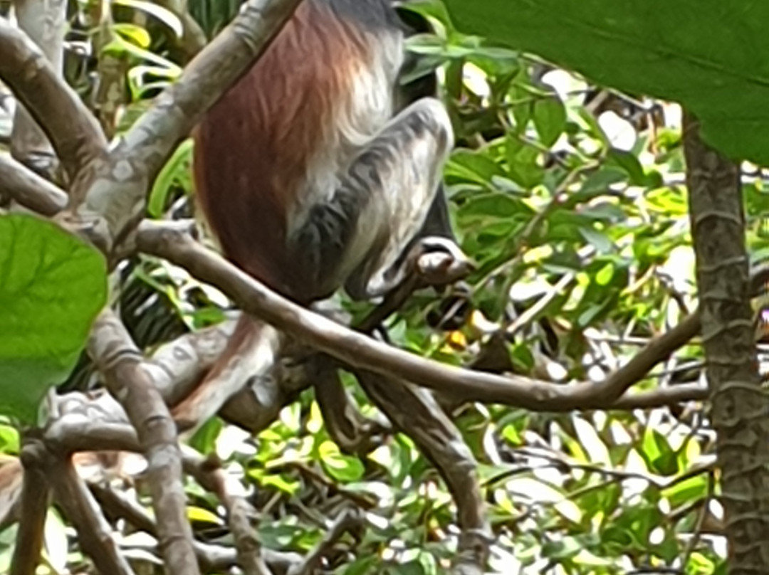 ZanOmar Tour & Safaris Limited-蓬圭必去景点