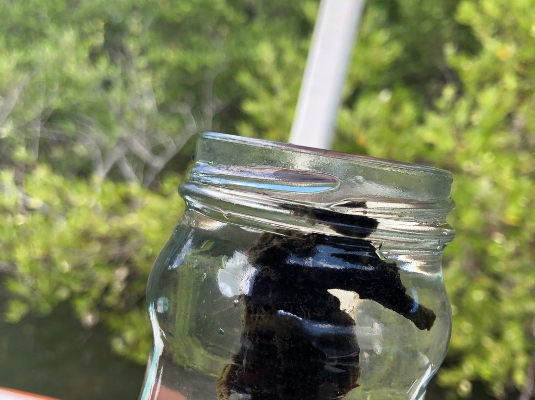 雷斯廷加国家公园-玛格丽塔岛必去景点