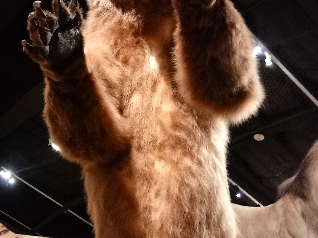 Houston Museum of Natural Science at Sugar Land-舒格兰必去景点