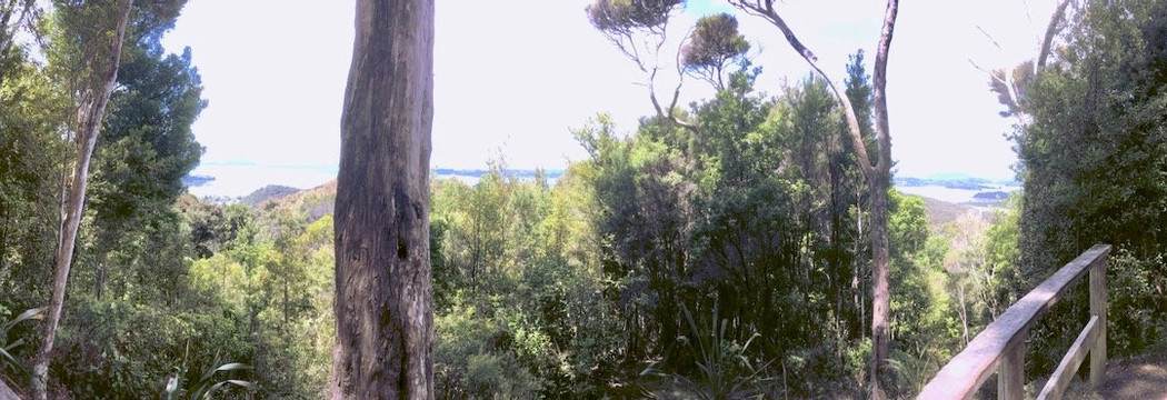 Opua Forest Lookout Track-派希亚必去景点