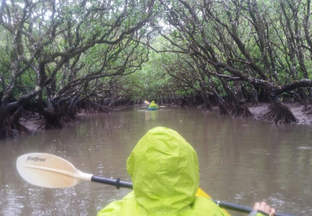 Kuroshio no Mori Mangrove Park-奄美市必去景点