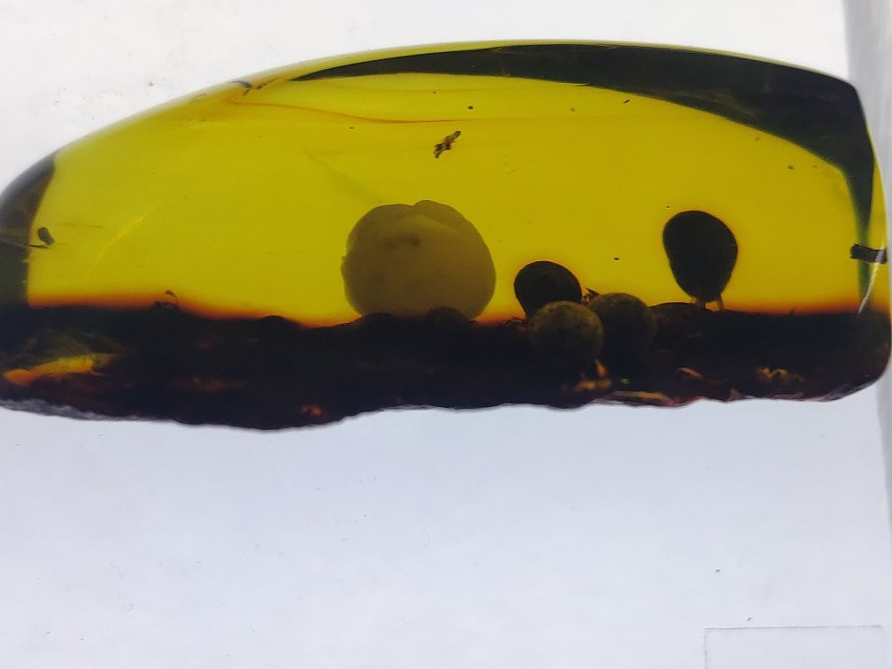 Museo del Ámbar, Lilia Mijangos-圣克里斯托瓦尔-德拉斯卡萨斯必去景点