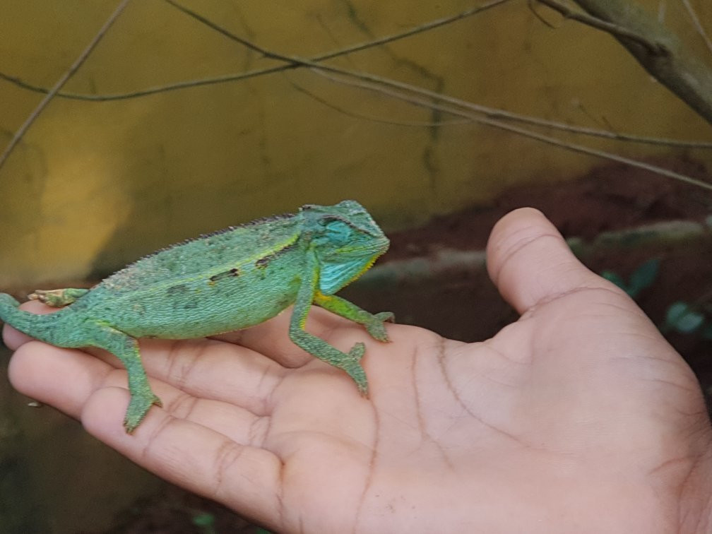 Uganda Reptile Village-恩德培必去景点