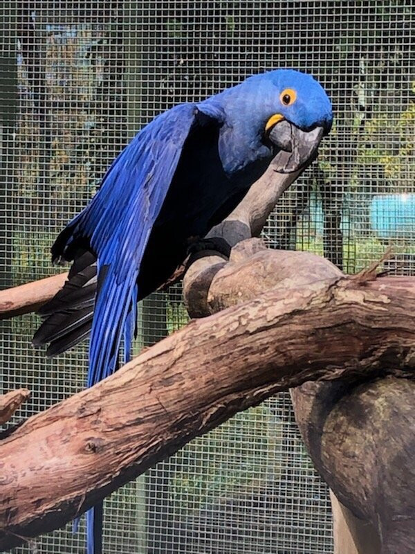 Parrots in Paradise Sanctuary-基亚拉凯库亚必去景点