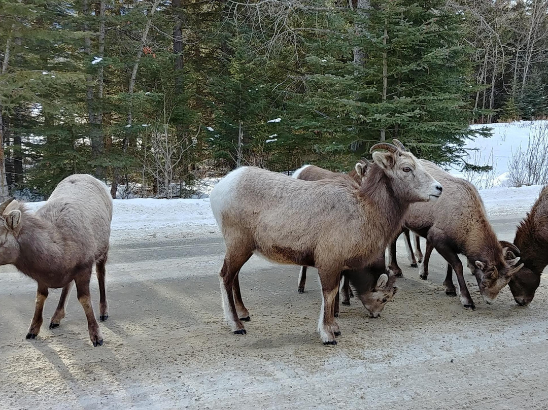 Beautiful Vancouver Explorer Tour & Shuttle-温哥华必去景点