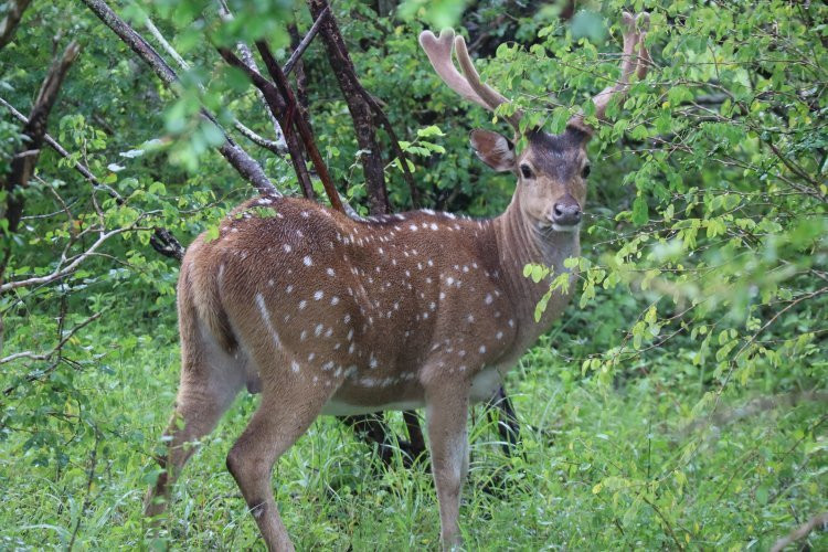 Earth Lanka tours-卡塔拉伽马必去景点