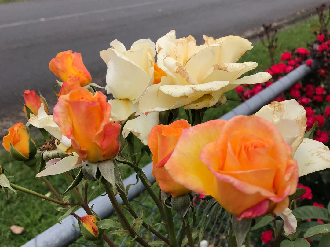 A.G. Pretty Memorial Reserve-Jindivick必去景点