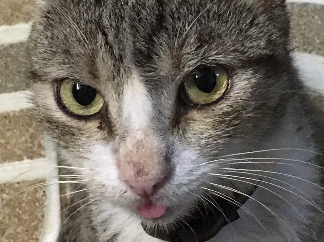 Hôtel-Restaurant l'Albatros主图