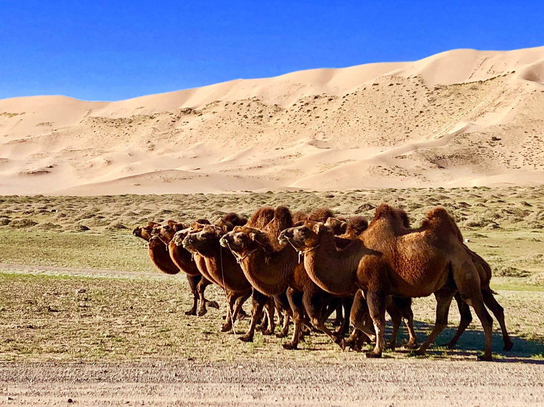 Gobi Gurvansaikhan National Park景点图片