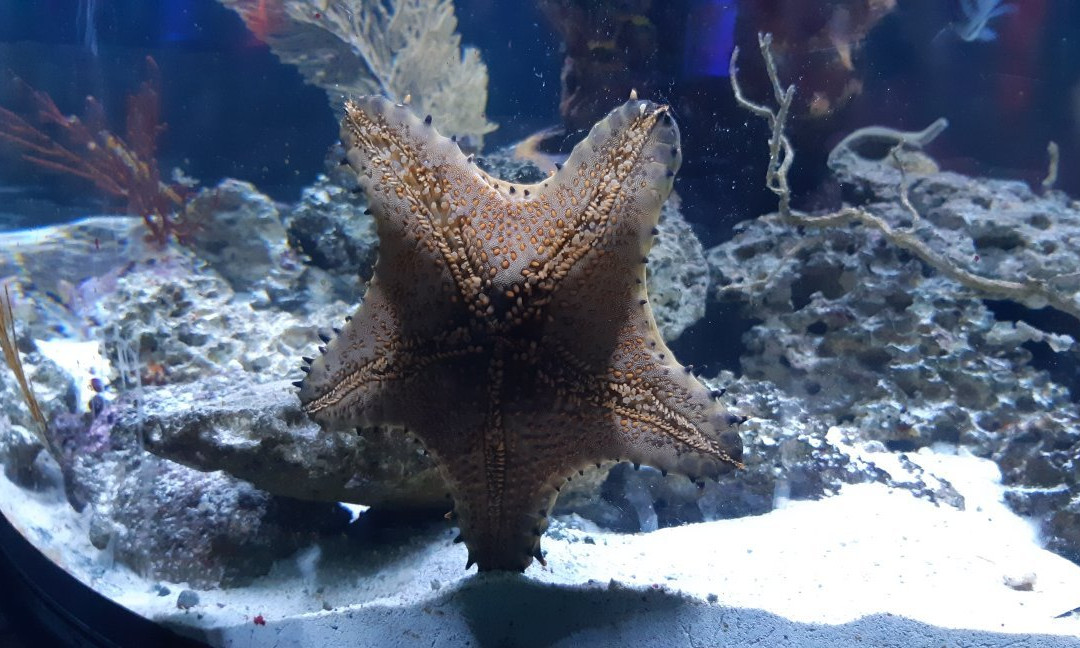 Acuario Mundo Hippocampus-Organos必去景点