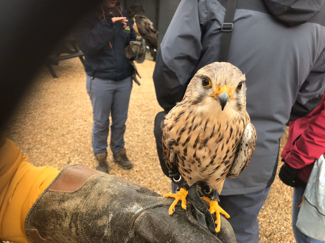 Birds of Prey Centre-Wilstead必去景点