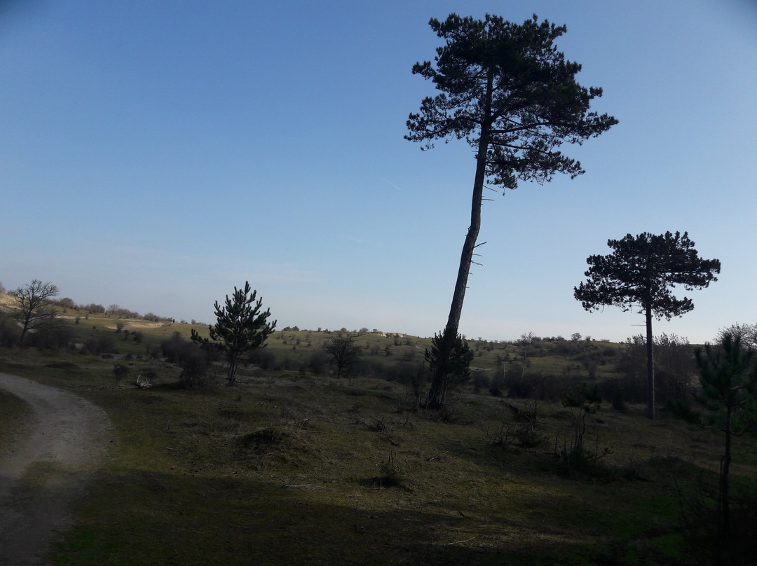 Nationaal Park Zuid Kennemerland-Overveen必去景点