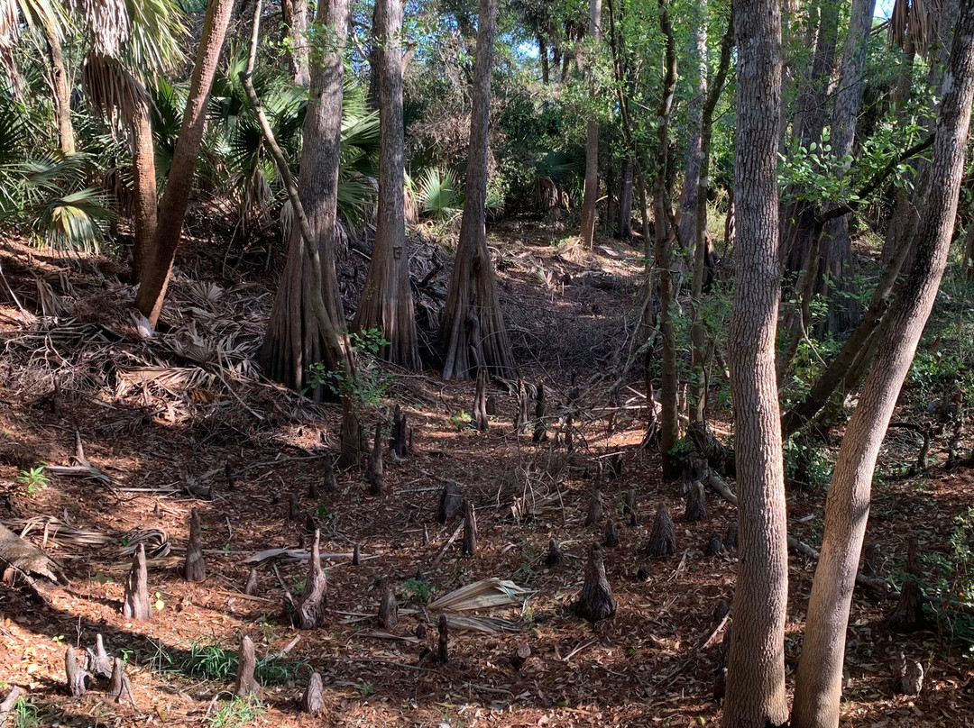 Cullum’s Bonita Trail-博尼塔斯普林斯必去景点