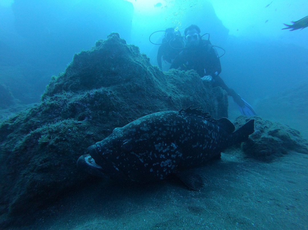 Madeira Diving Center-Canico必去景点