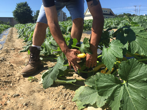 Almeida's Vegetable Patch-Swansea必去景点