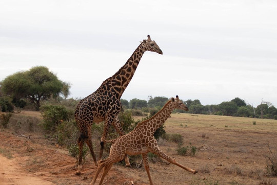 Gundua Tours Kenya-瓦塔木必去景点