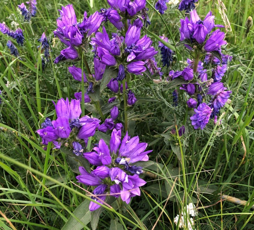 Jardin Alpin du Col du Mont Cenis景点图片