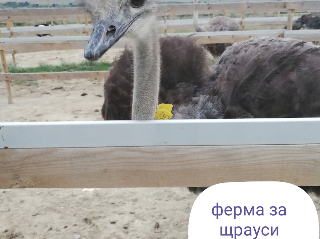 Ostrich Ranch-Ravna Gora必去景点