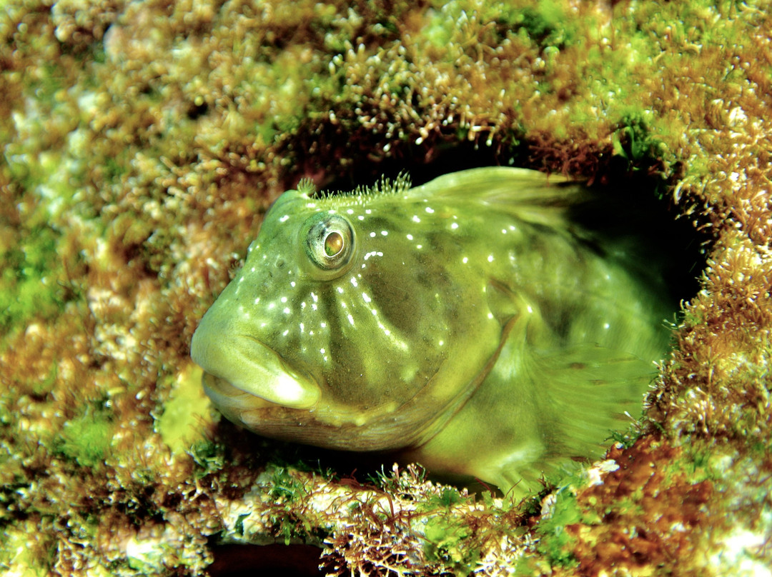 Euro-Divers Lanzarote-卡门港必去景点