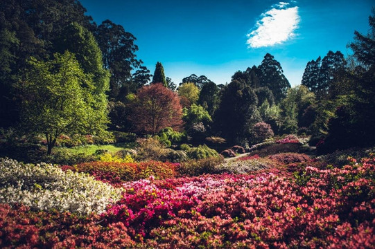 Ozz Private Tours Melbourne-墨尔本必去景点