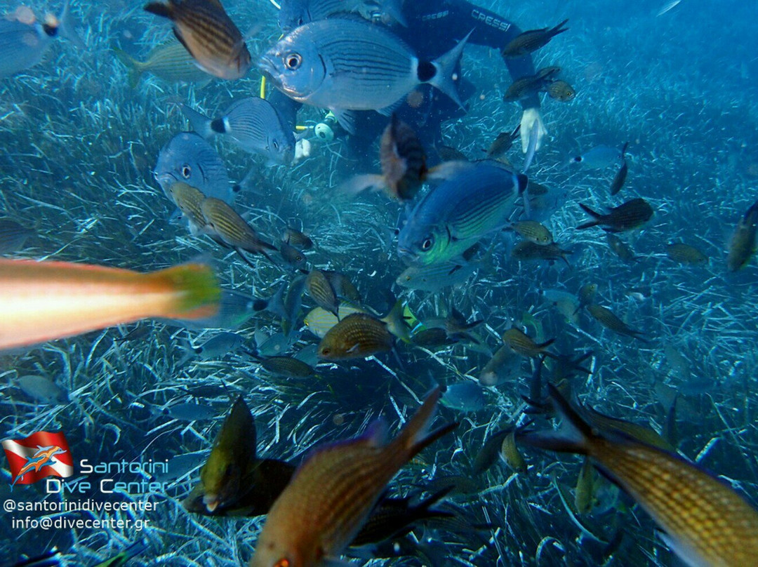 Santorini Dive Center-佩里萨必去景点