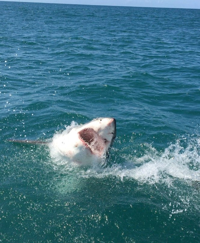 Sharkbookings-干斯拜必去景点