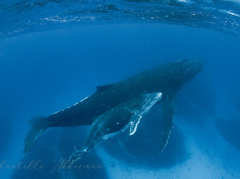 Swimming with Whales at Sandy Beach Resort-Foa Island必去景点
