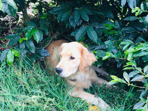 Finca Momota-萨伦托必去景点