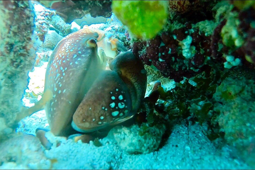 Bubble Lounge Diving-雷科必去景点
