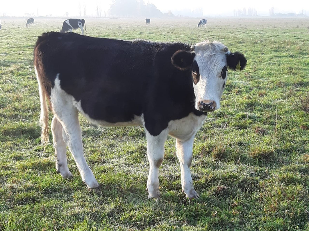 Lacteos Bello Pais-Los Angeles必去景点