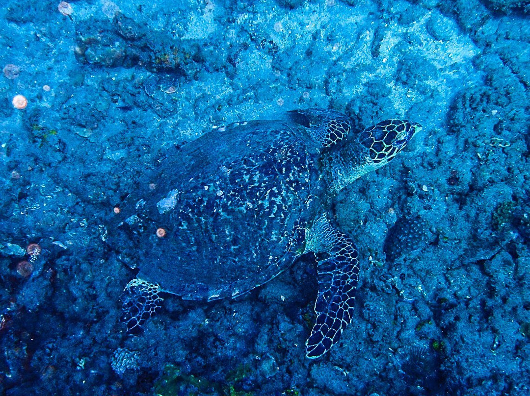 Padangbai Bali Dive-卡朗阿森必去景点