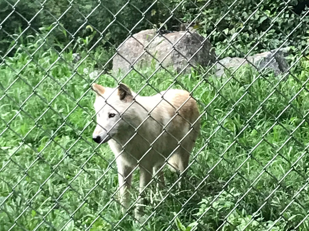 Wolf Conservation Center-South Salem必去景点