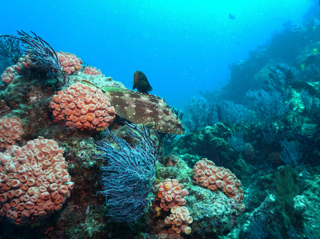 UP Dive-拉巴斯必去景点