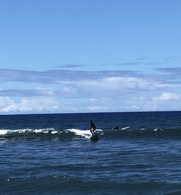 Surf Dog Maui-拉海纳必去景点