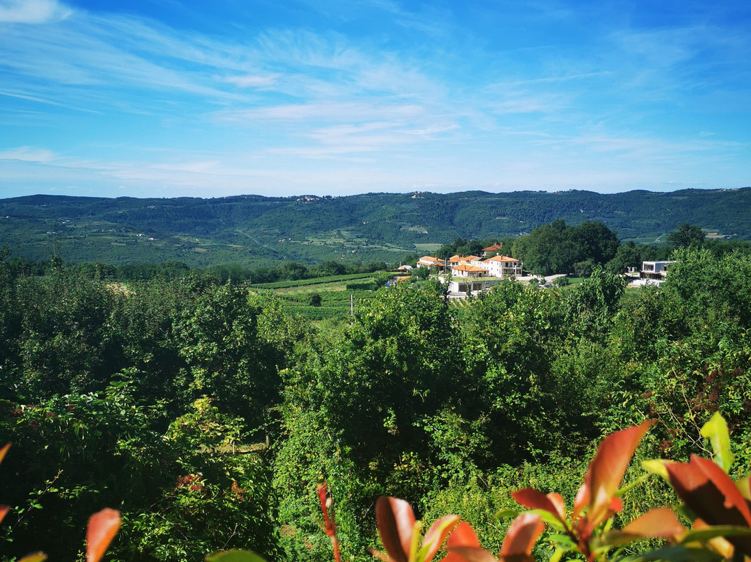 Rossi Winery景点图片