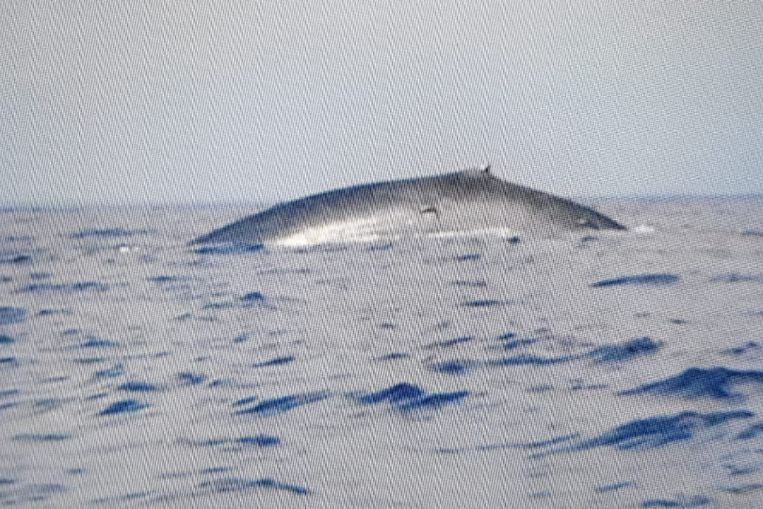 NILAVELI BLUE DIVING CENTRE-尼拉瓦利必去景点