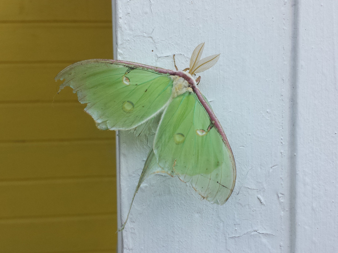 Tanglewood Motel and Cottages主图