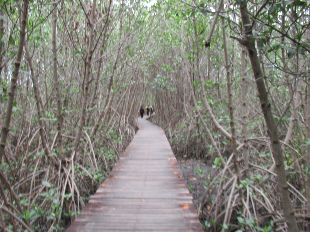Laem Phak Bia Environmental Research and Development Project景点图片