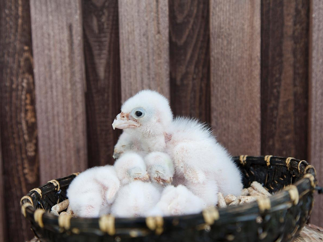 Penthea.org-布拉格必去景点