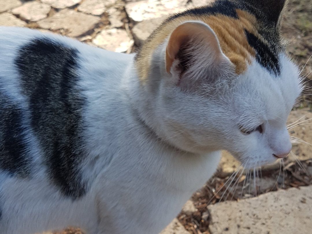 Sunninghill Guest Lodge主图