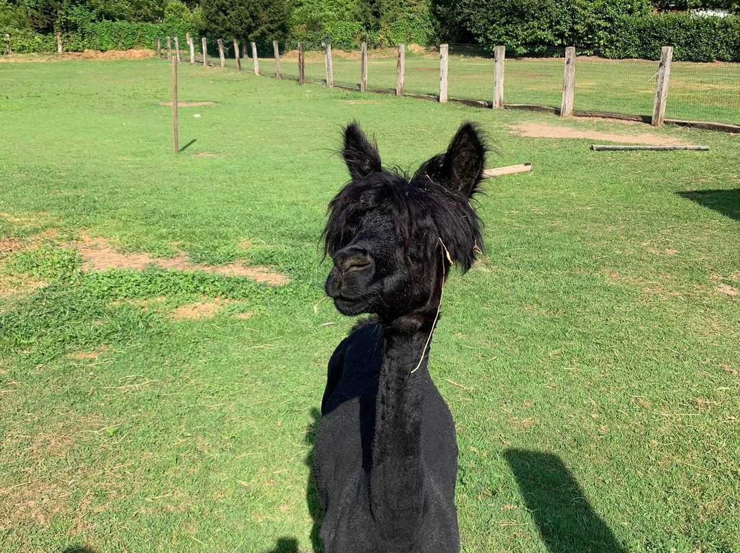 La Riva degli Alpaca主图