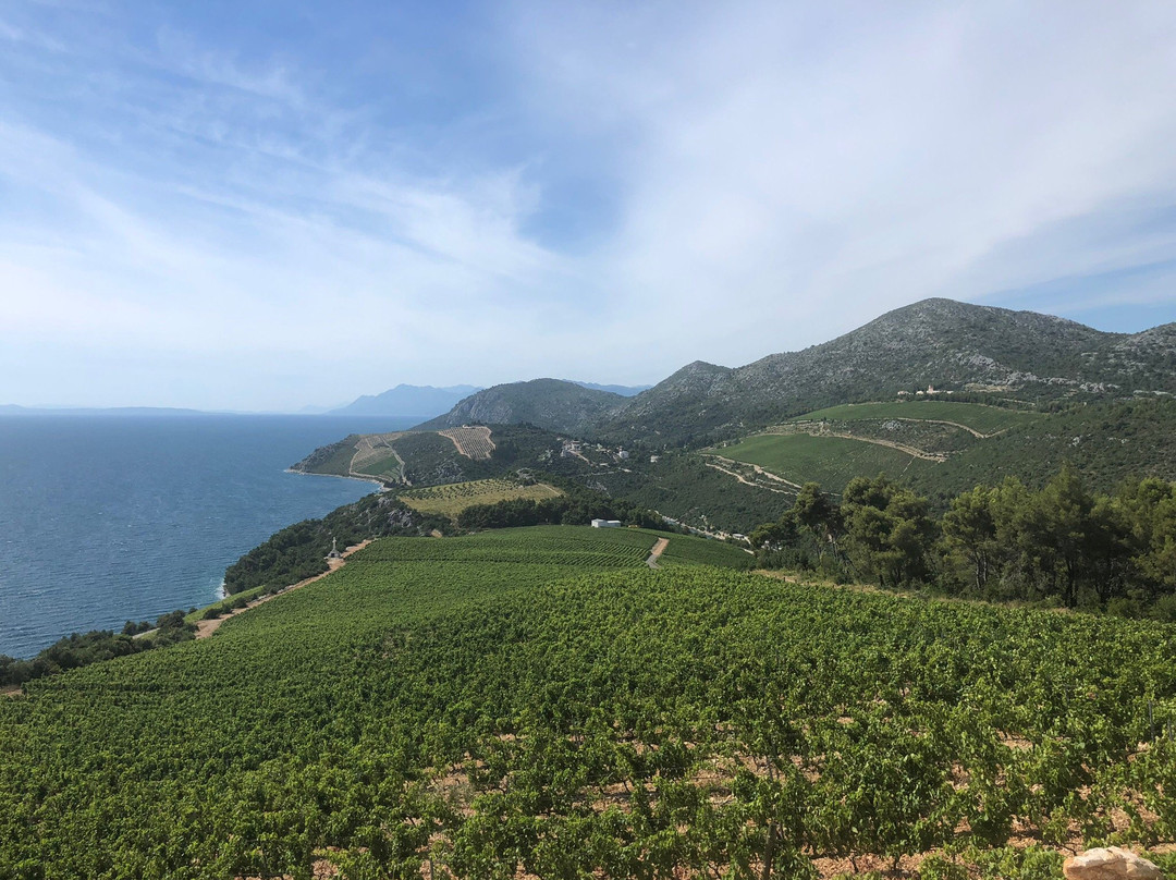 Terra Madre Winery景点图片