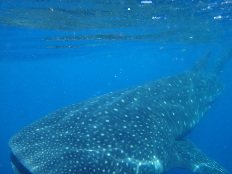 Pro Dive Mexico-坎昆必去景点