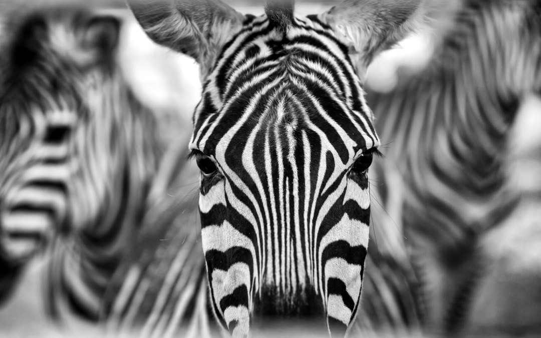 Hedrick's Exotic Animal Farm-Nickerson必去景点